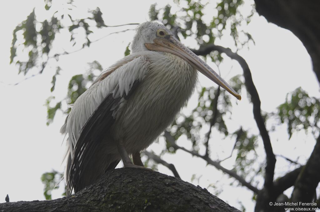 Spot-billed Pelican