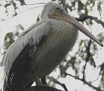 Spot-billed Pelican