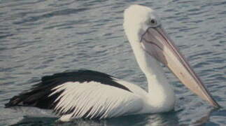 Australian Pelican