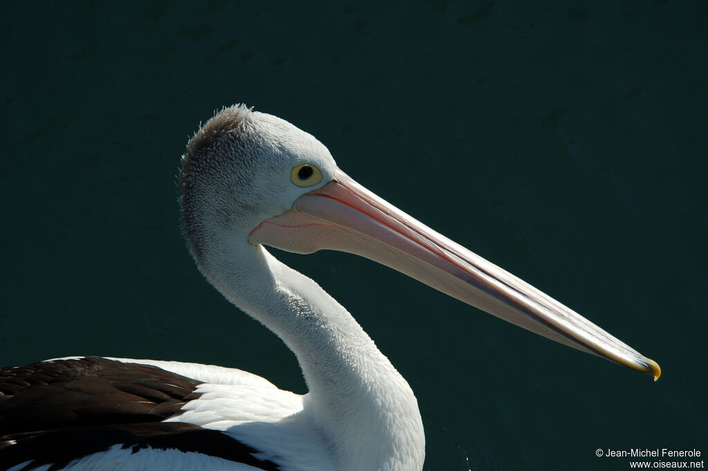 Australian Pelican