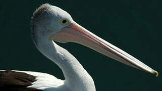 Australian Pelican