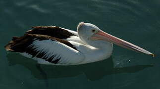 Australian Pelican