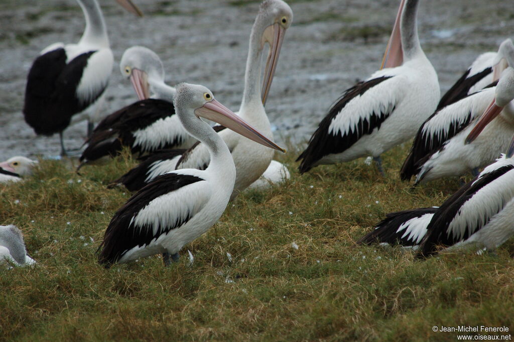 Australian Pelican