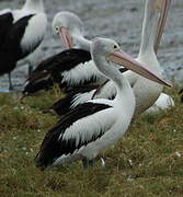 Australian Pelican