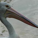 Pélican à lunettes