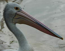 Australian Pelican