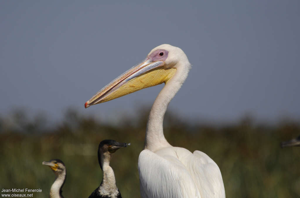 Great White Pelicanadult, close-up portrait