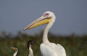 Great White Pelican