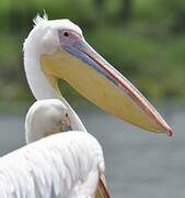 Great White Pelican