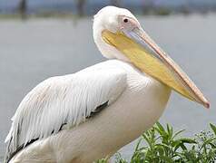 Great White Pelican