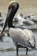 Brown Pelican