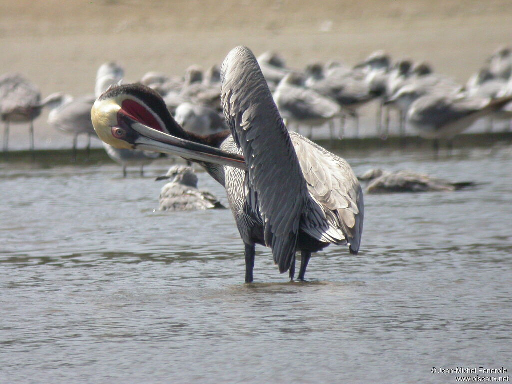 Brown Pelican