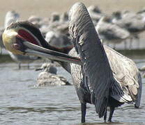 Brown Pelican