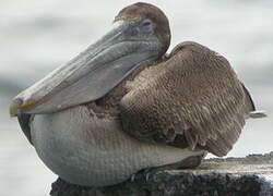 Brown Pelican