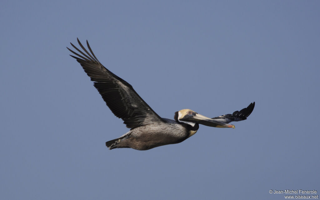 Brown Pelicanadult, Flight