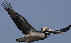 Brown Pelican