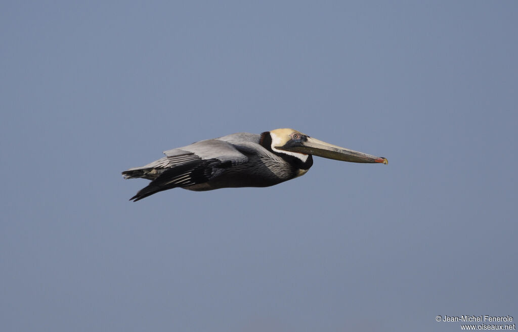 Brown Pelican