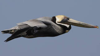 Brown Pelican