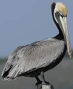 Brown Pelican