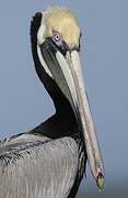 Brown Pelican