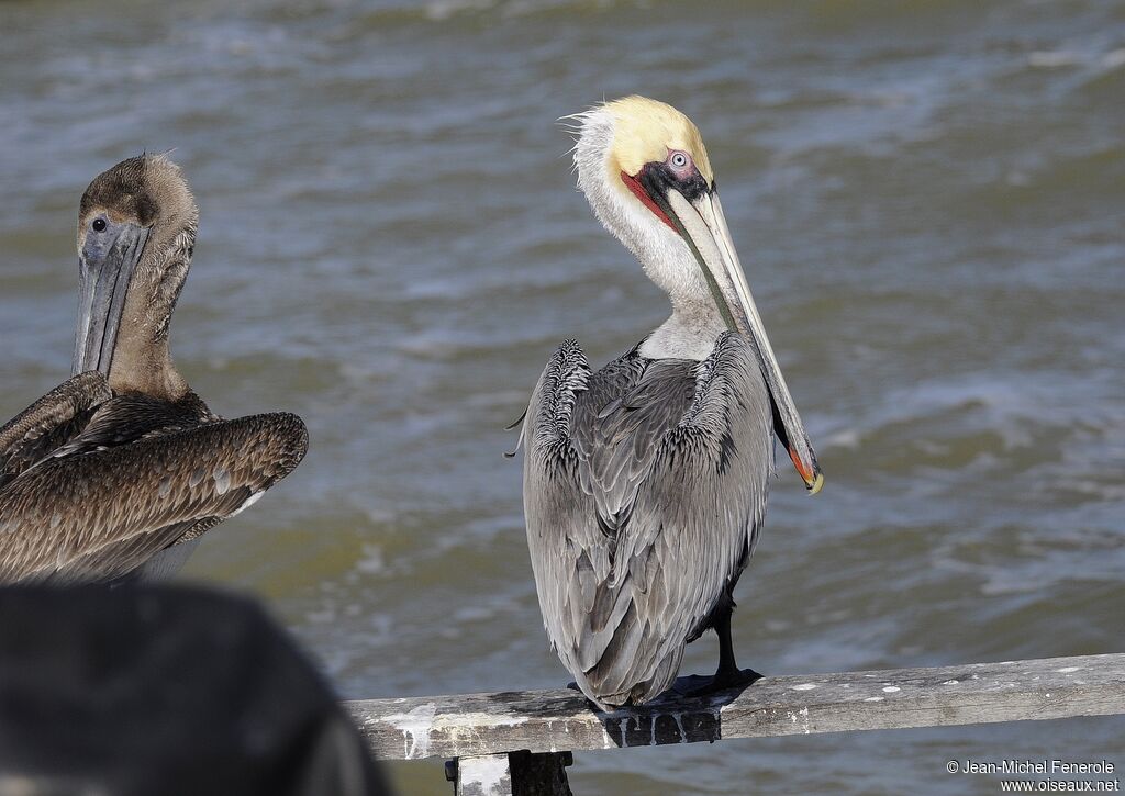 Brown Pelican