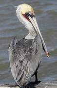 Brown Pelican