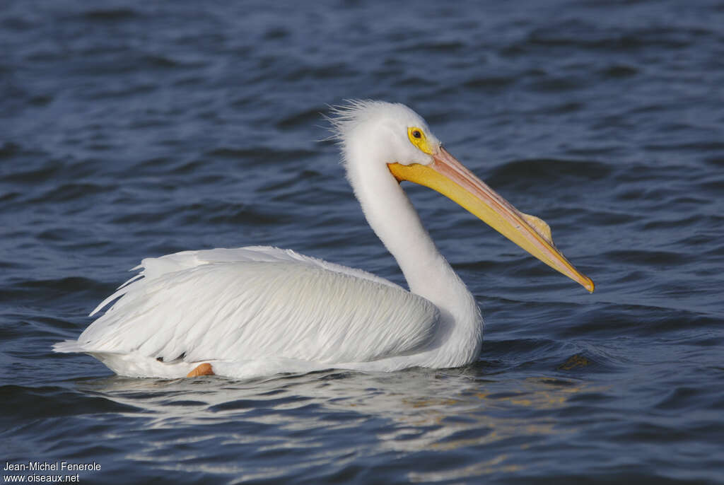 American White Pelicanadult, identification