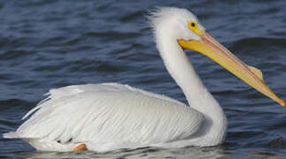 American White Pelican