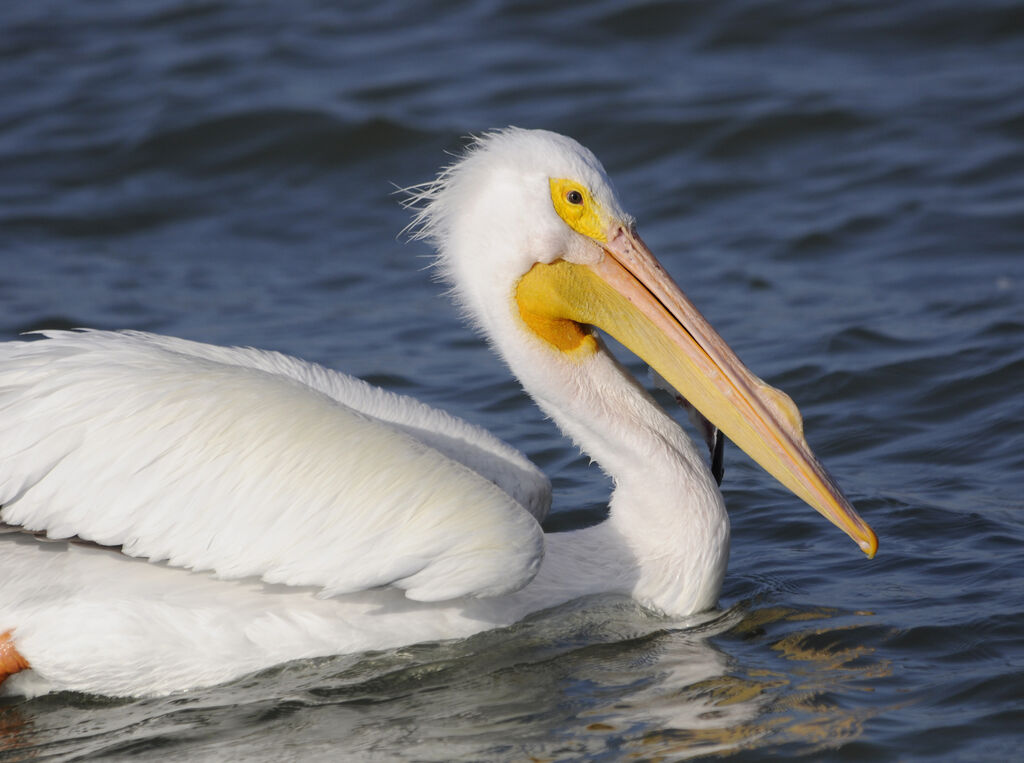 American White Pelican