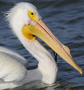 American White Pelican