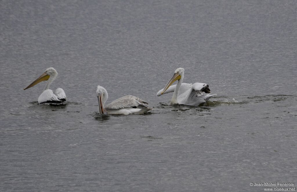 Dalmatian Pelican