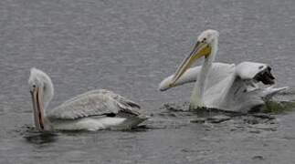 Dalmatian Pelican