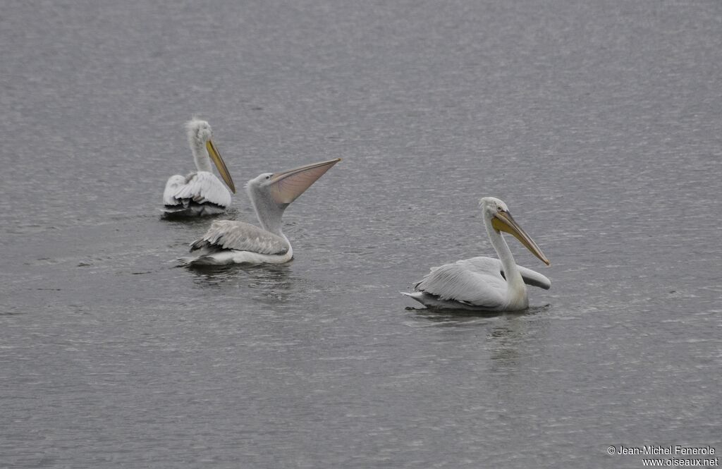 Dalmatian Pelican