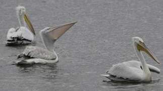 Dalmatian Pelican