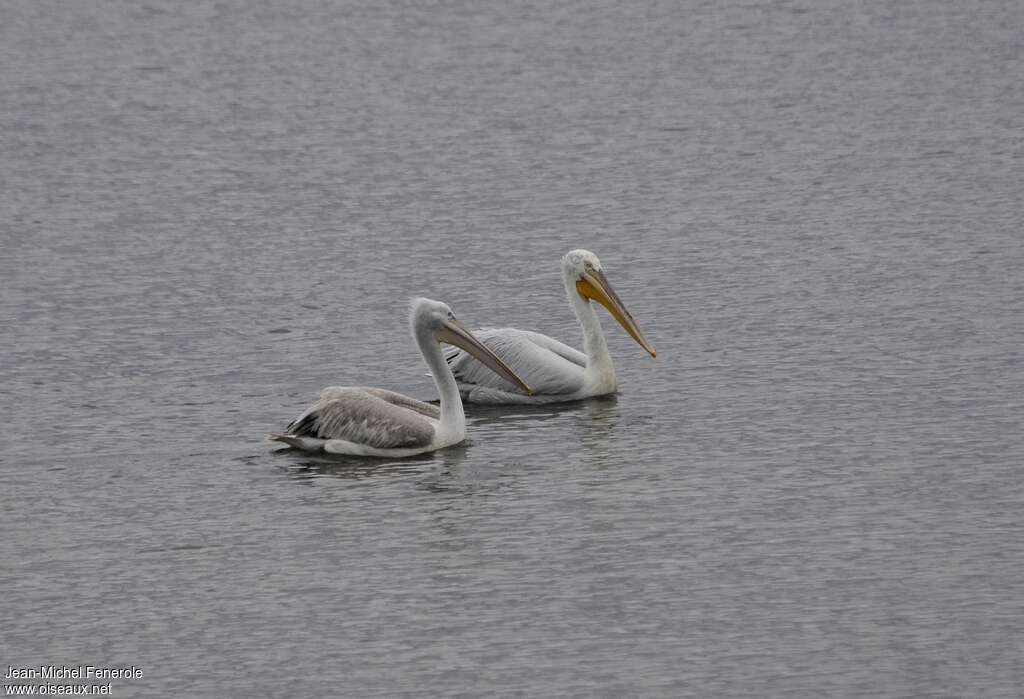 Dalmatian Pelican, Reproduction-nesting