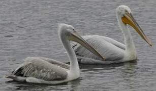 Dalmatian Pelican