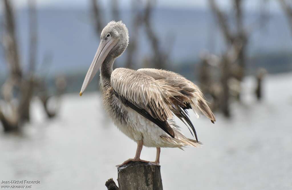 Pink-backed Pelicanadult post breeding, identification