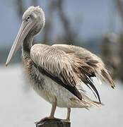 Pink-backed Pelican