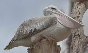 Pink-backed Pelican