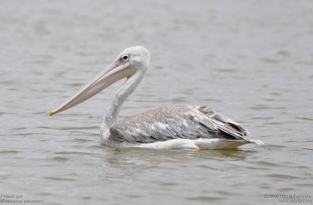 Pink-backed Pelican