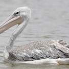 Pélican gris