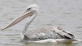 Pink-backed Pelican