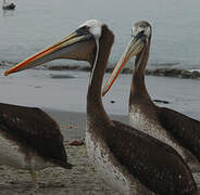 Peruvian Pelican