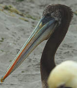 Peruvian Pelican