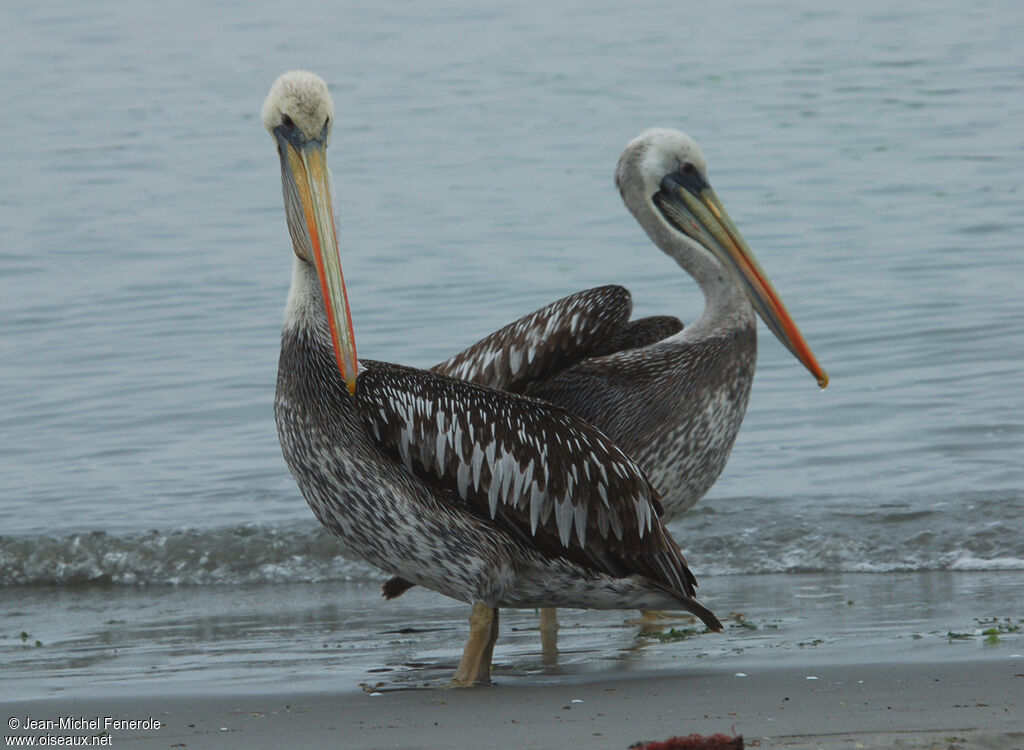 Peruvian Pelicanadult