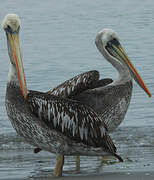 Peruvian Pelican