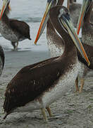 Peruvian Pelican