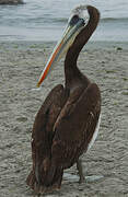 Peruvian Pelican