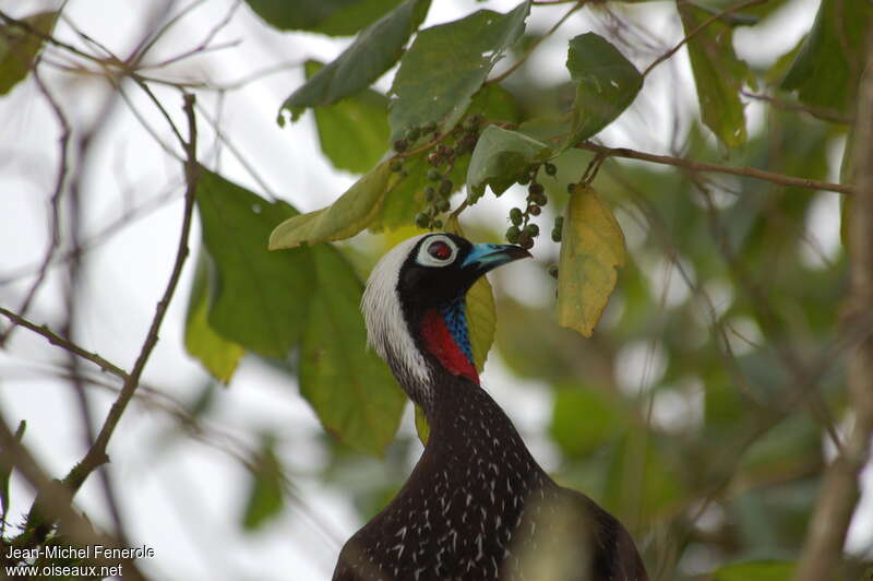 Black-fronted Piping Guanadult, close-up portrait
