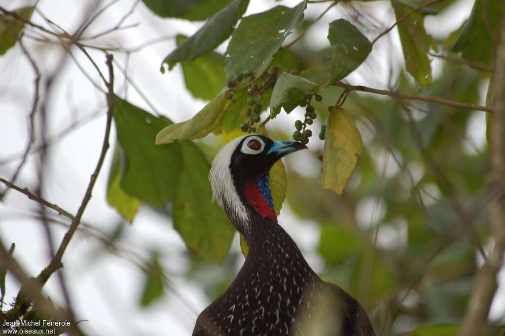 Black-fronted Piping Guanadult, close-up portrait